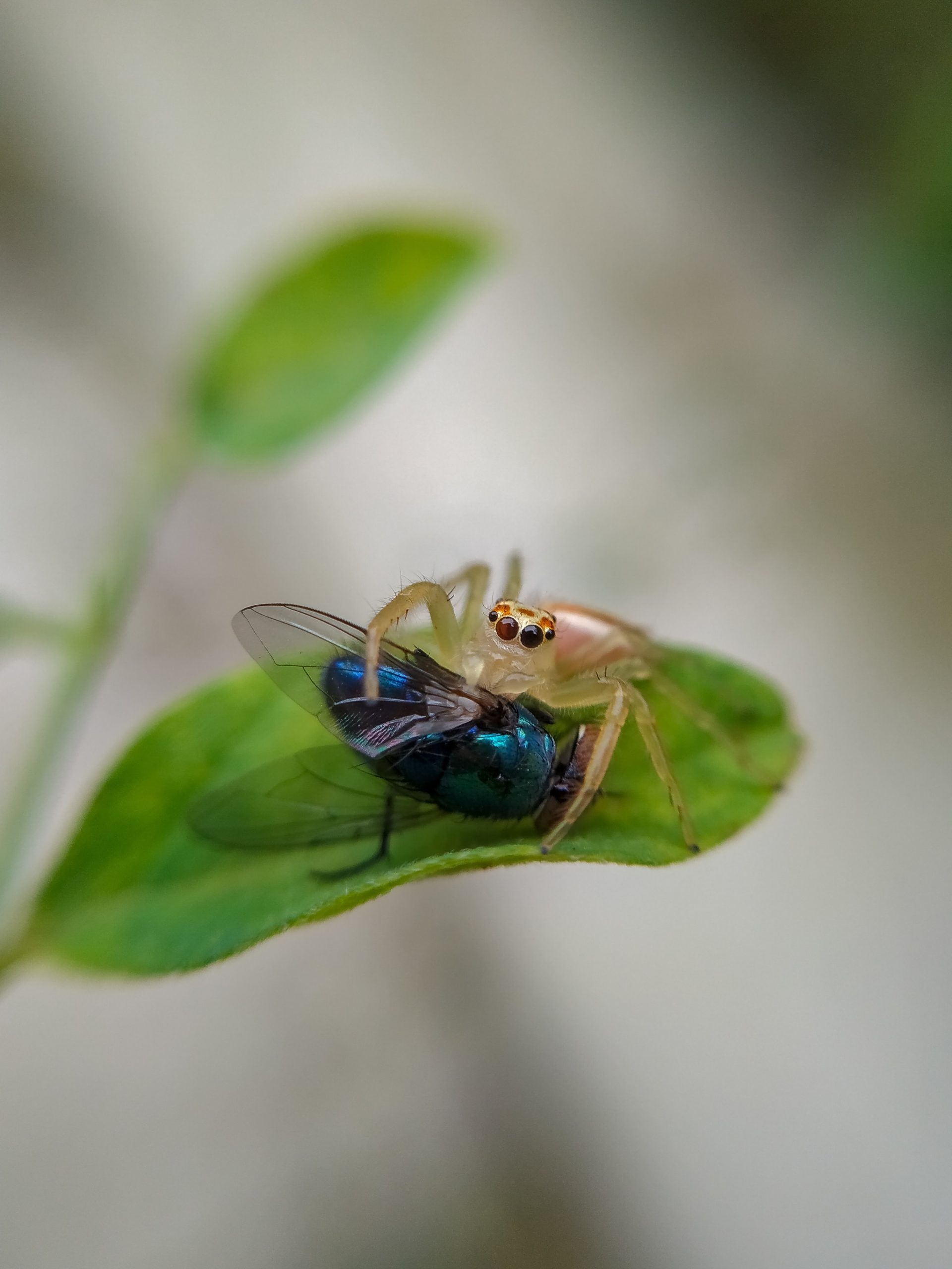 Microphotography Of Two Insects On Leaf