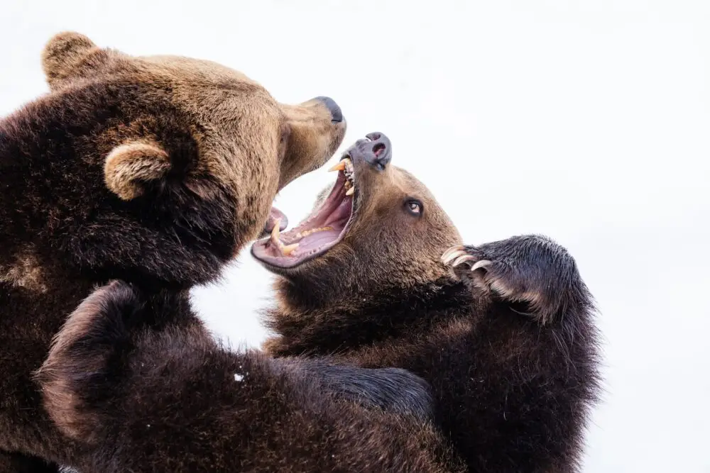 Enhancing Your Relationship 73 Fight Or Flight Response